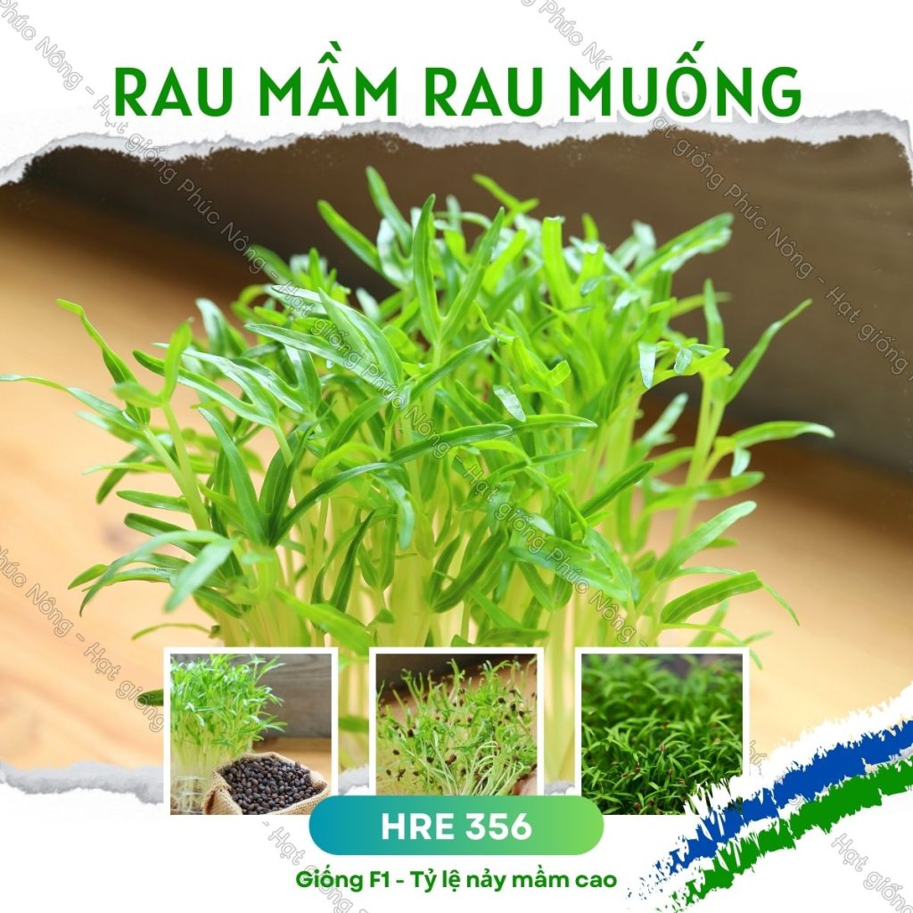Man Rau Hạt giống Rau Mầm Rau Muống – Gói 20 Gram – Mua hạt giống rau, củ, quả ...