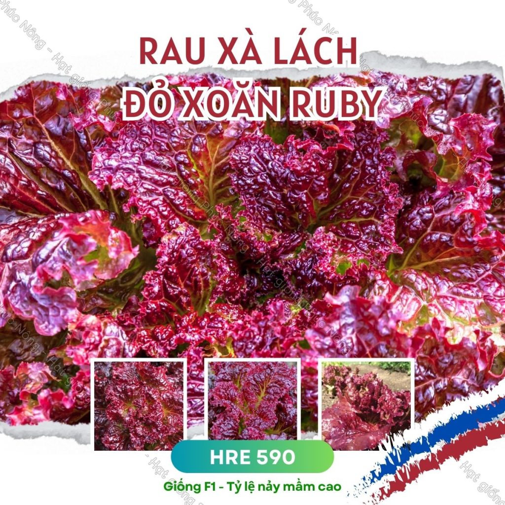 Ruby Goi Hạt giống Xà Lách Đỏ Ruby – Gói 1 Gram – Mua hạt giống rau, củ, quả ...